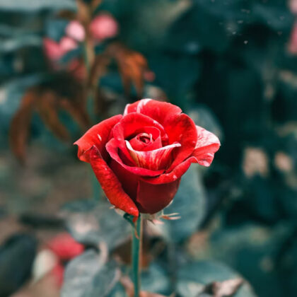 Roses are red, and so is blood